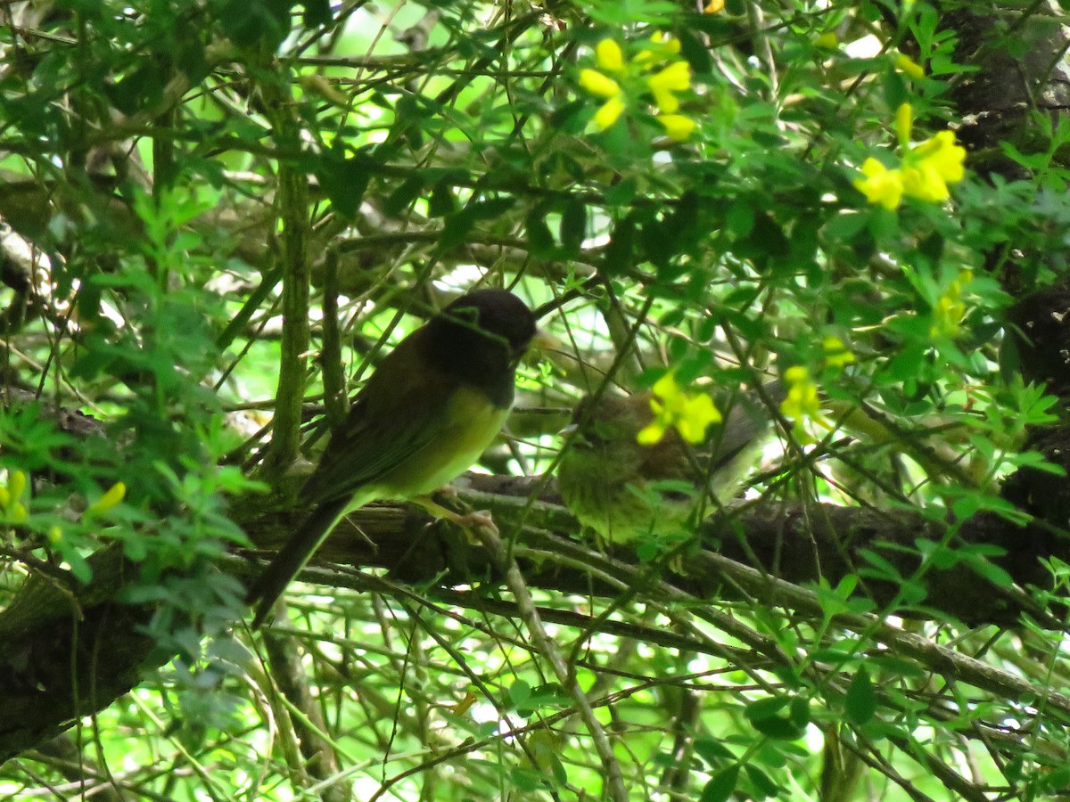 Junco ardoisé (groupe oreganus) - ML619356187