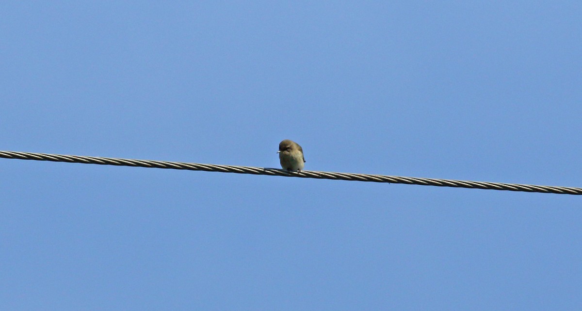 Common Chiffchaff - Andrew Steele