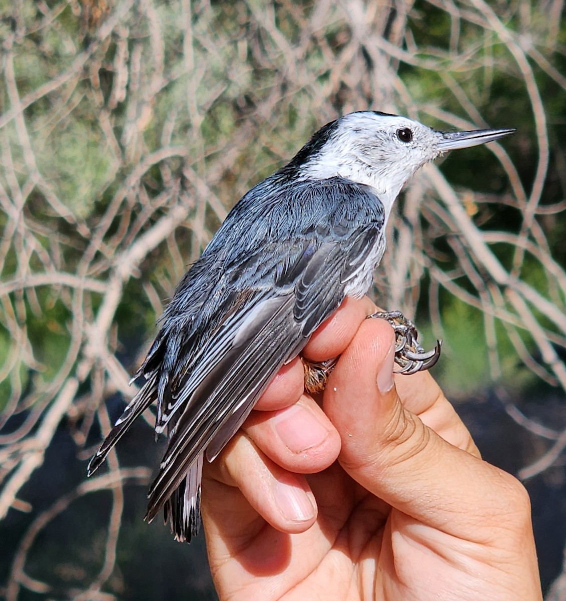 White-breasted Nuthatch - Nancy Cox