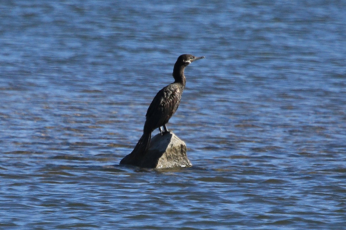 Cormoran vigua - ML619356200