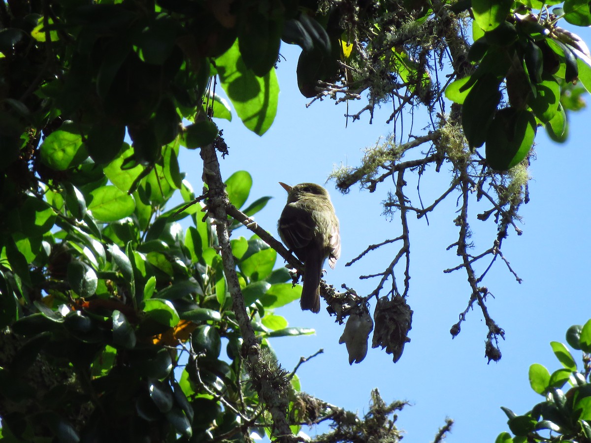 Western Wood-Pewee - Lisa Larson