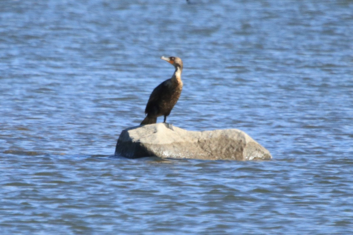 Cormorán Orejudo - ML619356208