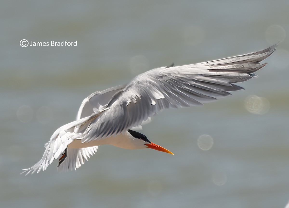 Elegant Tern - Jim Bradford