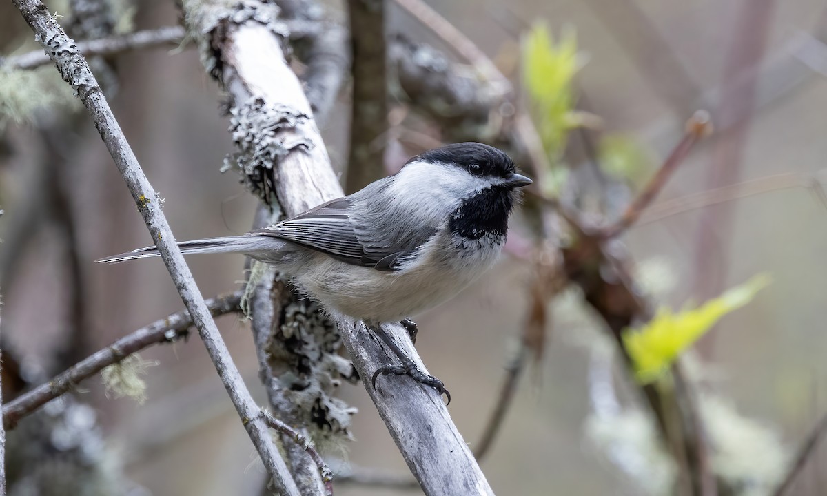 Black-capped Chickadee - Paul Fenwick