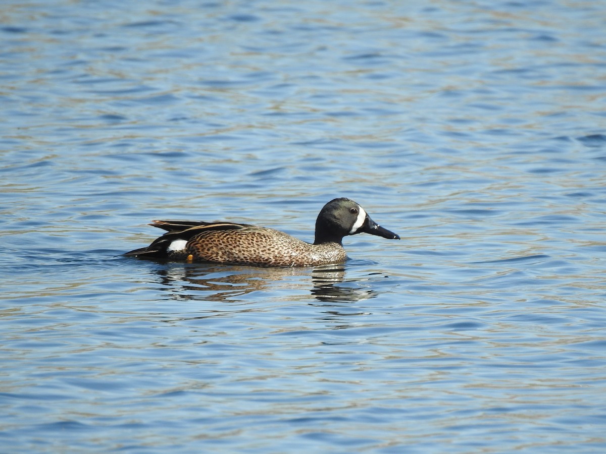 Blue-winged Teal - ML619356252