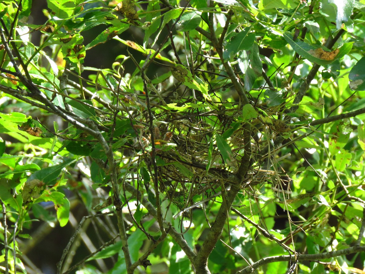 Black-headed Grosbeak - Lisa Larson