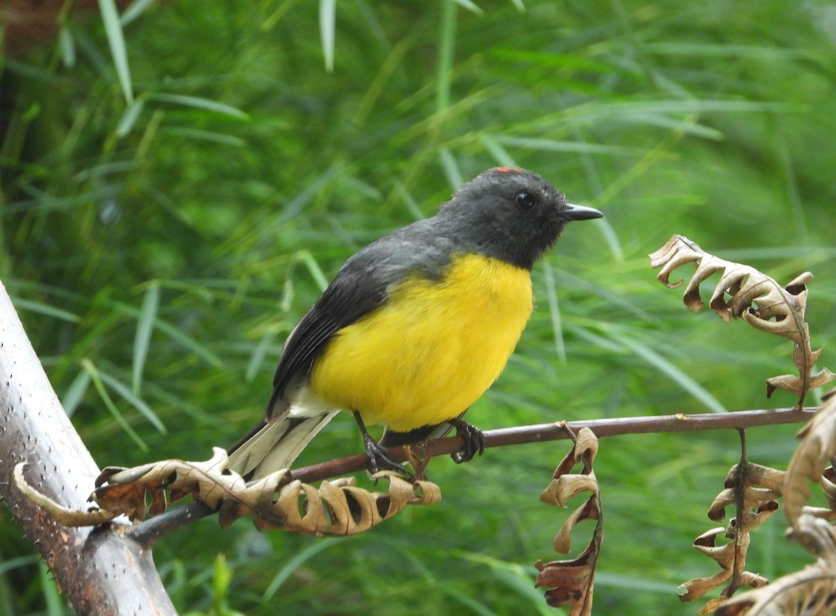 Slate-throated Redstart - Jose Fernando Sanchez O.