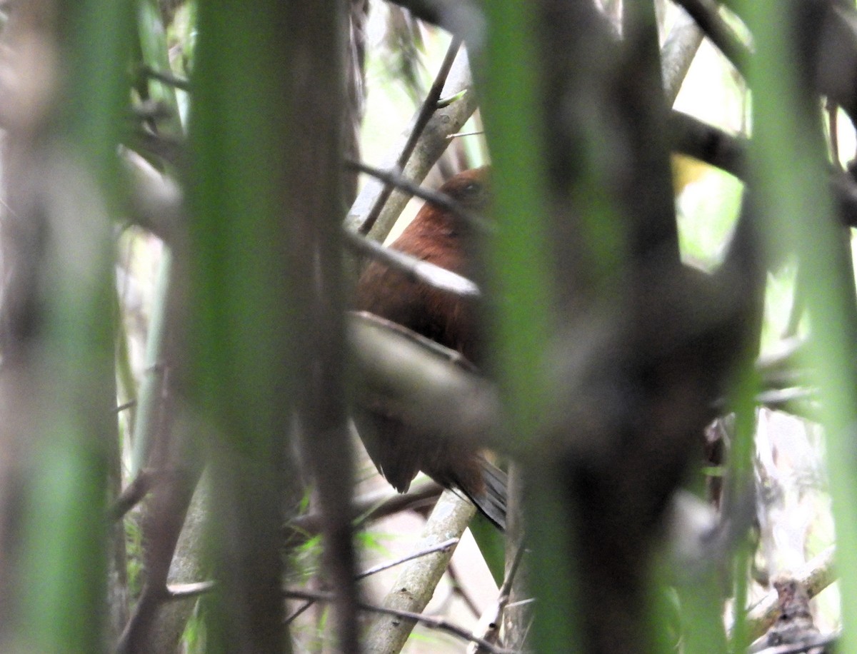 Recurve-billed Bushbird - Jose Fernando Sanchez O.