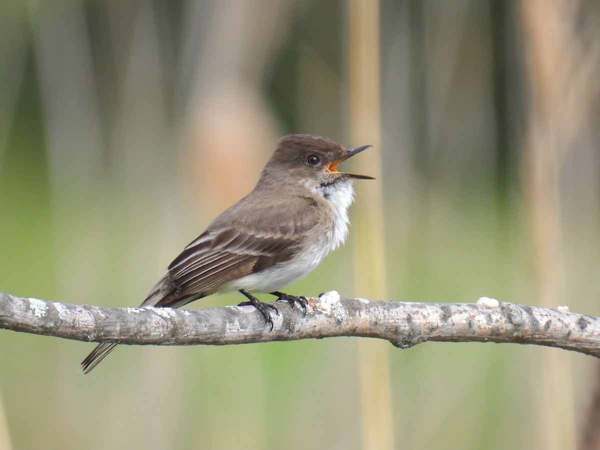 Eastern Phoebe - ML619356305