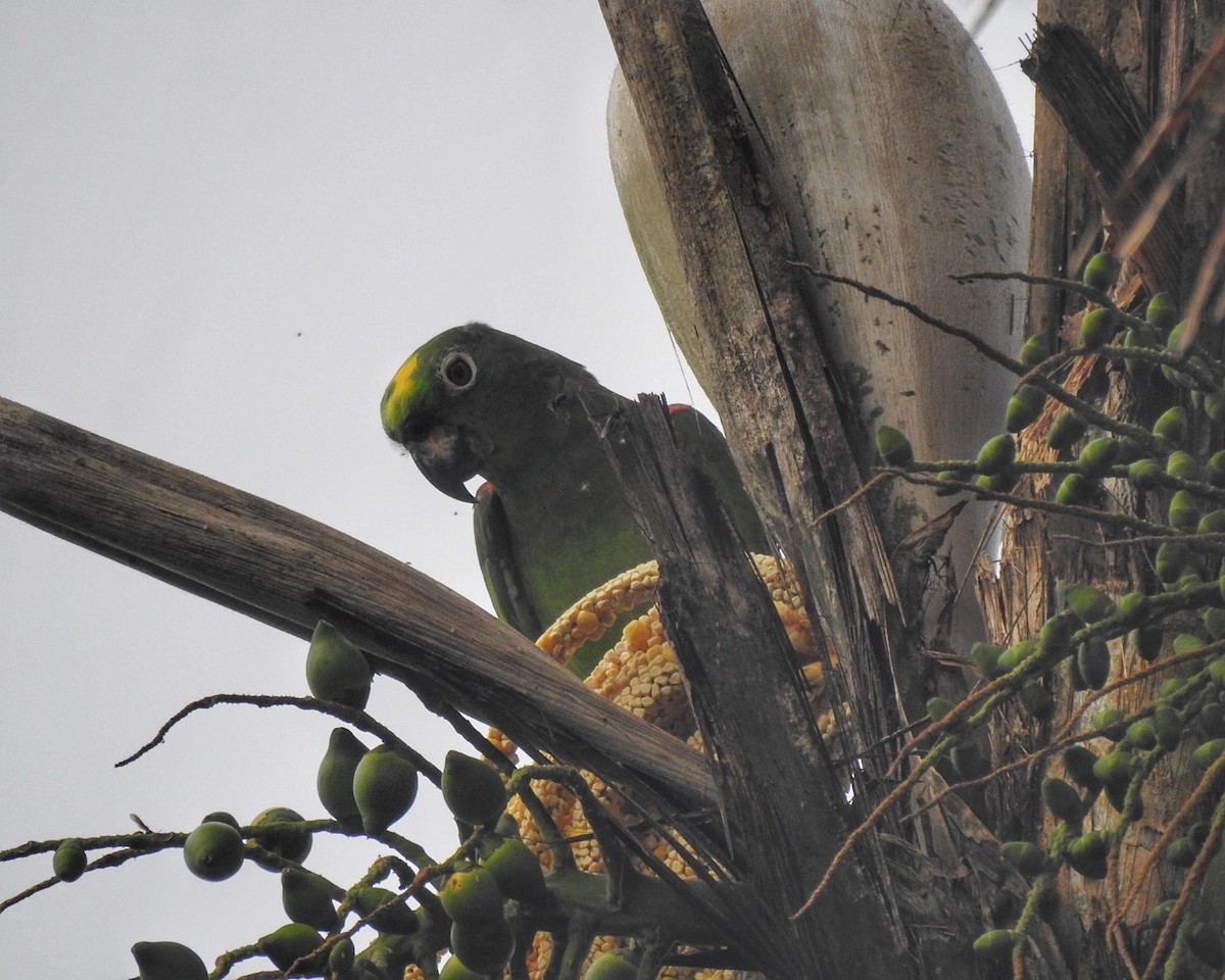 Yellow-crowned Parrot - Andrea  Hinek