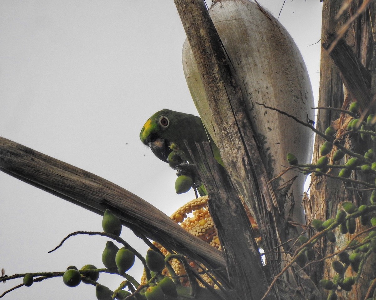 Yellow-crowned Parrot - Andrea  Hinek