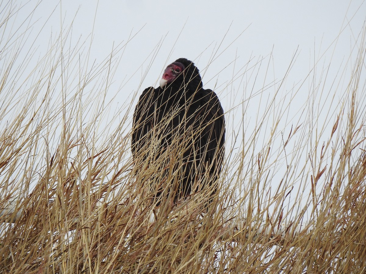 Turkey Vulture - ML619356314