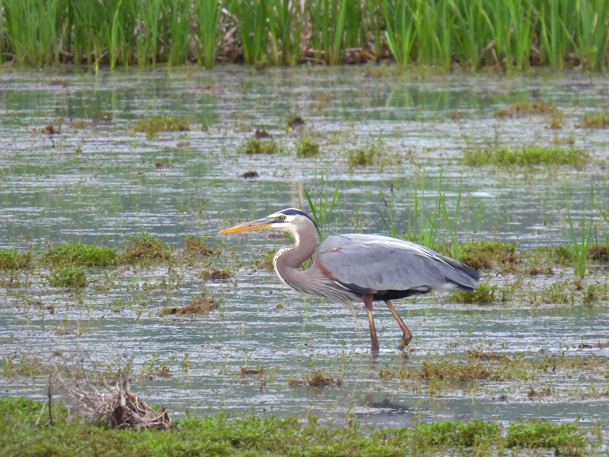 Great Blue Heron - ML619356319