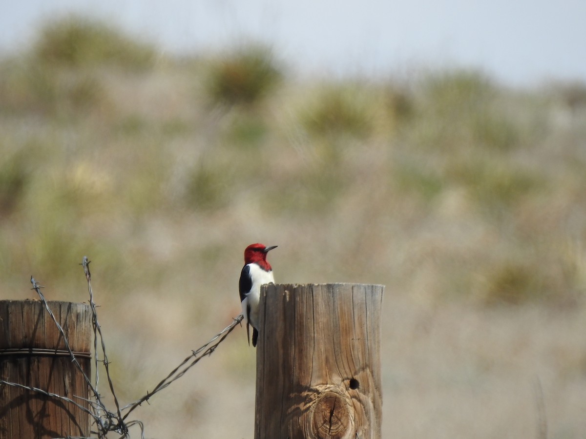 Red-headed Woodpecker - ML619356328