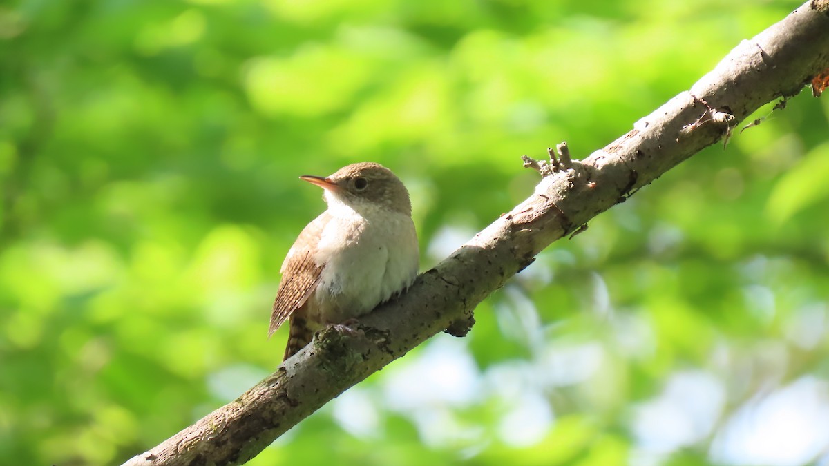 House Wren (Northern) - Rohan B