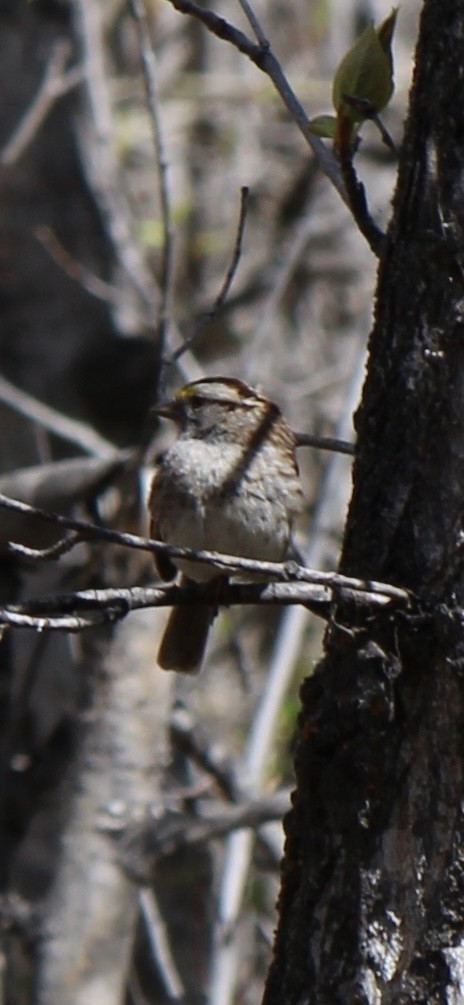 White-throated Sparrow - Amy Ressler-Williams