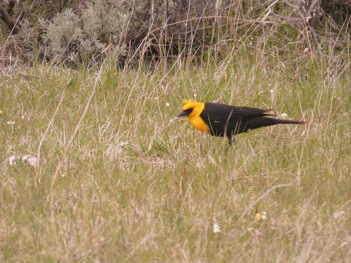 Yellow-headed Blackbird - Wesley McGee