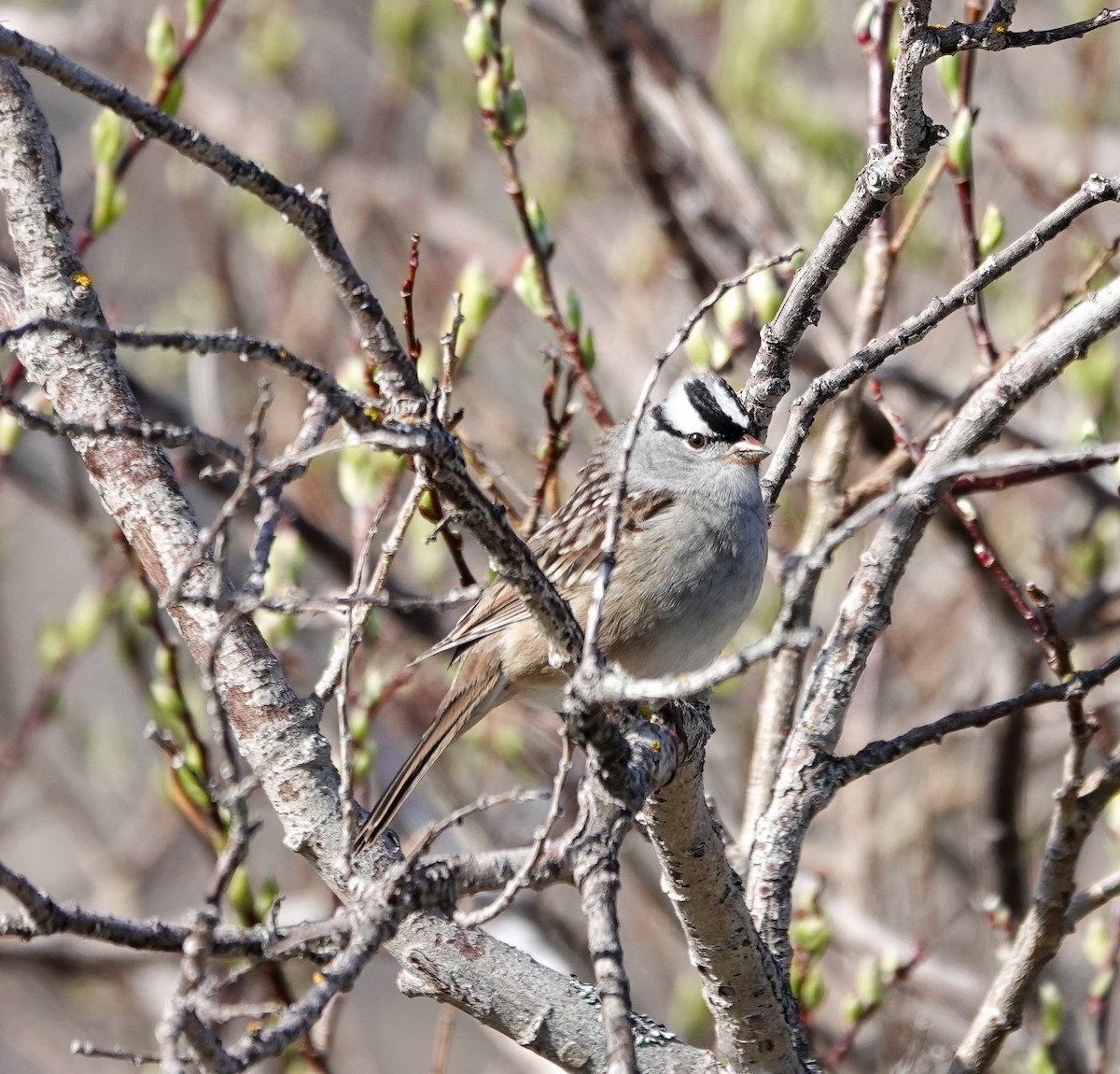 White-crowned Sparrow - Patsy Skene