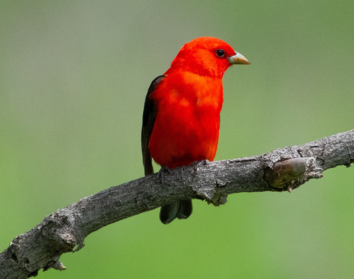Scarlet Tanager - Anuj Ghimire
