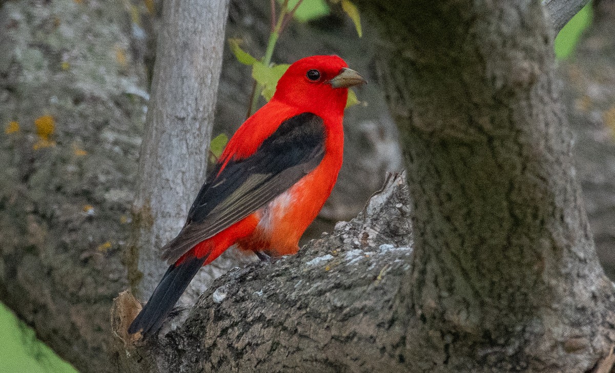 Scarlet Tanager - Anuj Ghimire