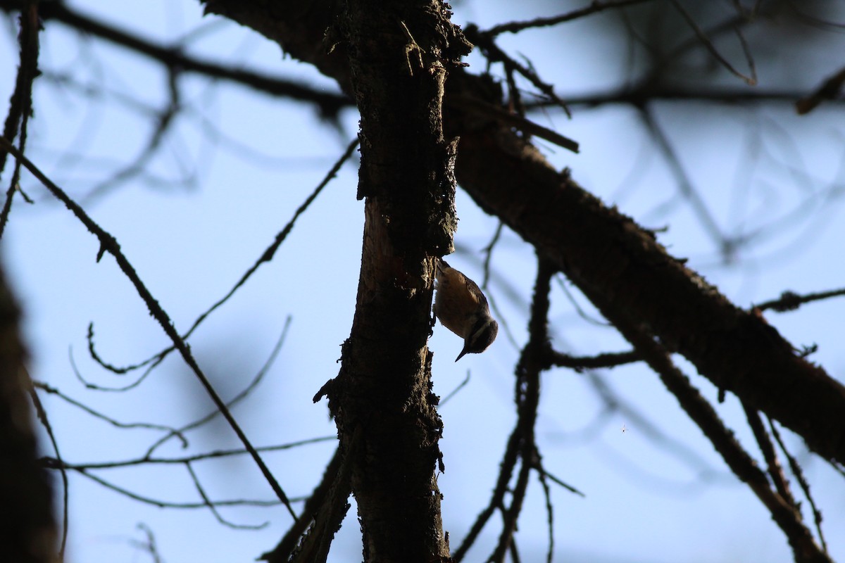 Red-breasted Nuthatch - ML619356396