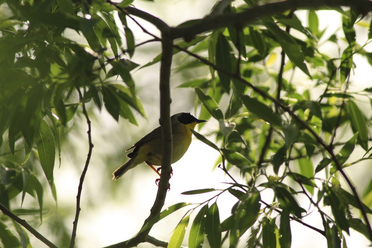 Common Yellowthroat - ML619356401