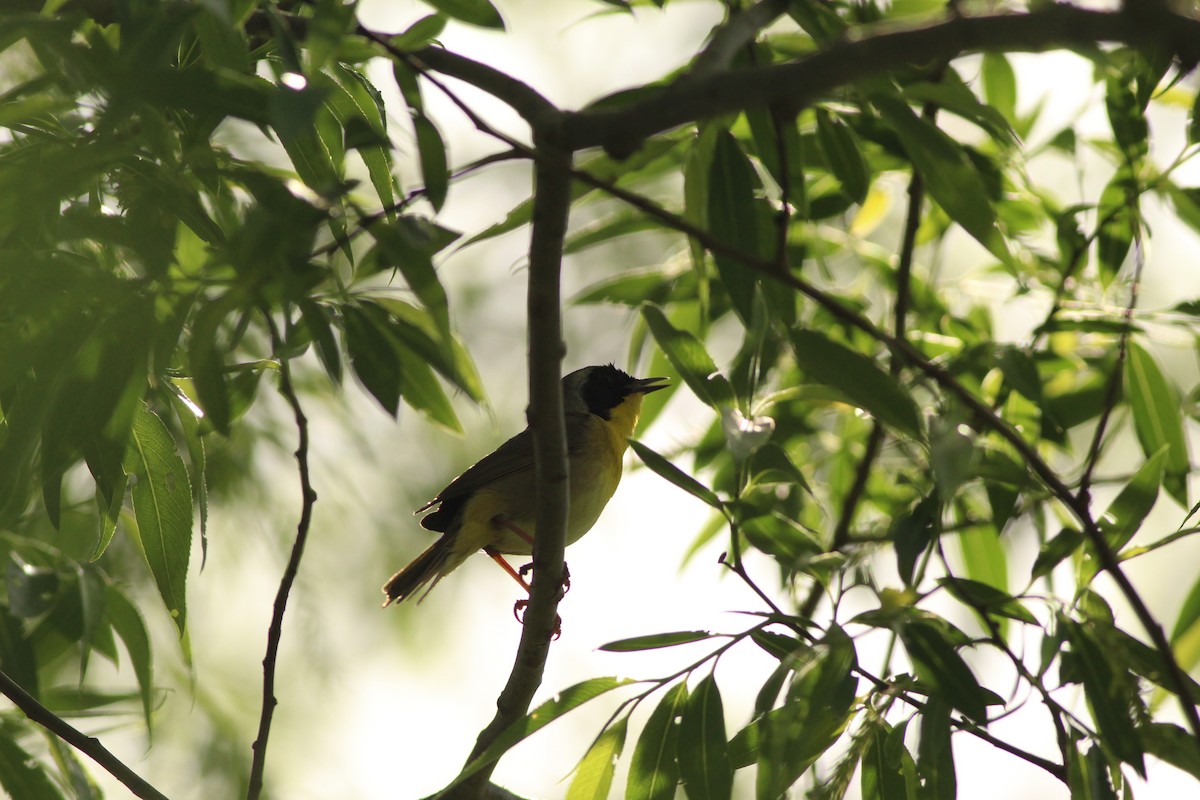 Common Yellowthroat - ML619356402