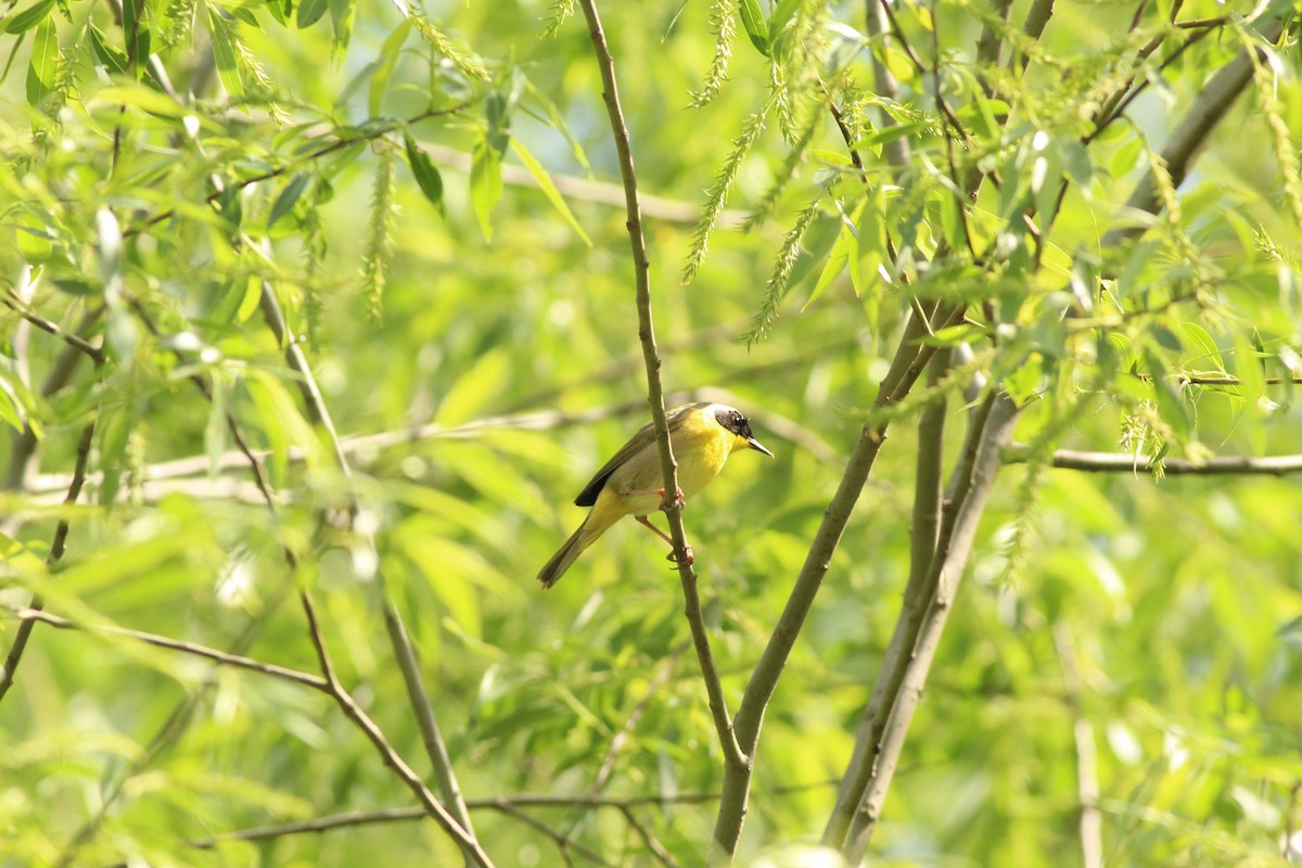 Common Yellowthroat - ML619356403