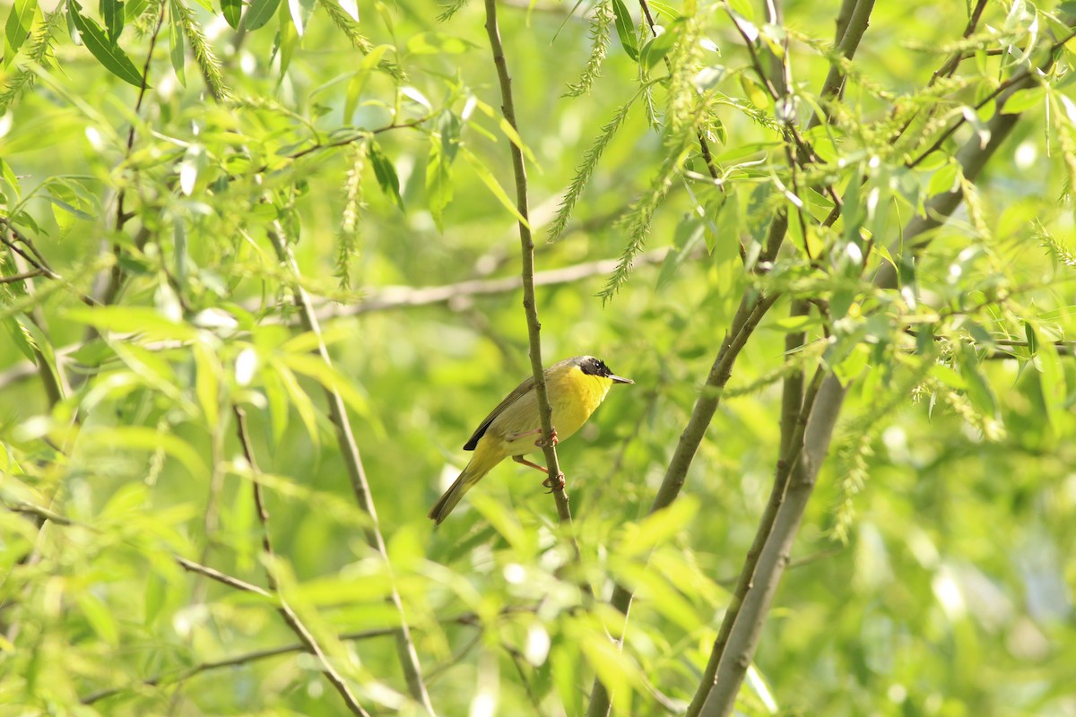 Common Yellowthroat - ML619356409