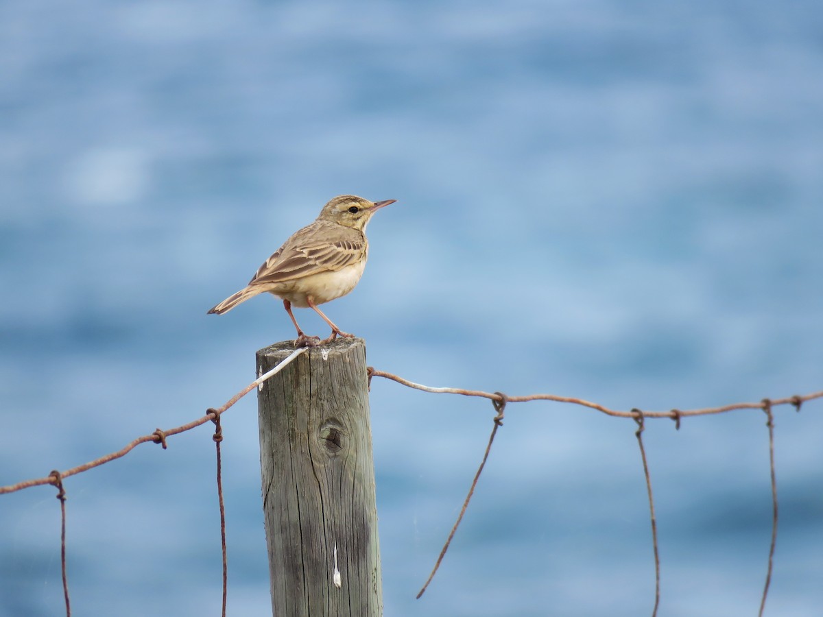 Tawny Pipit - Frederik Bexter