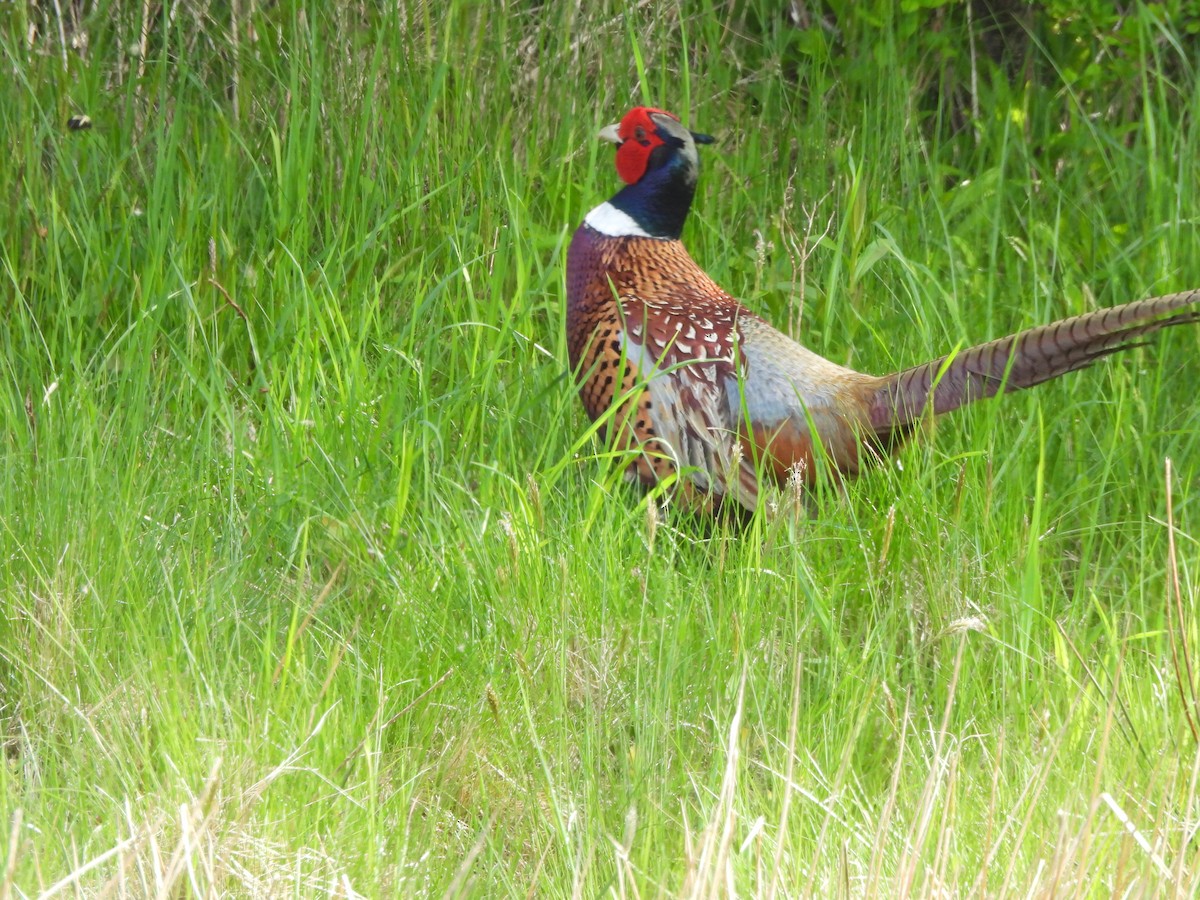 Ring-necked Pheasant - Evan Houlding