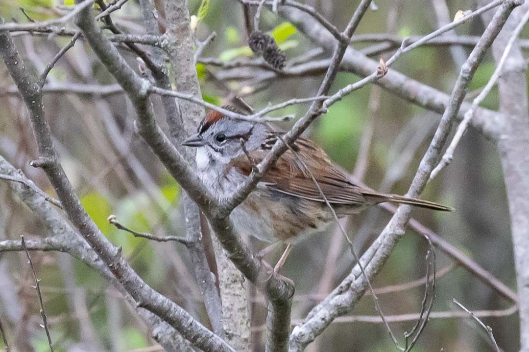 Swamp Sparrow - Sheri Minardi