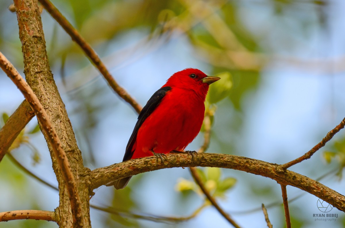 Scarlet Tanager - Ryan Bebej