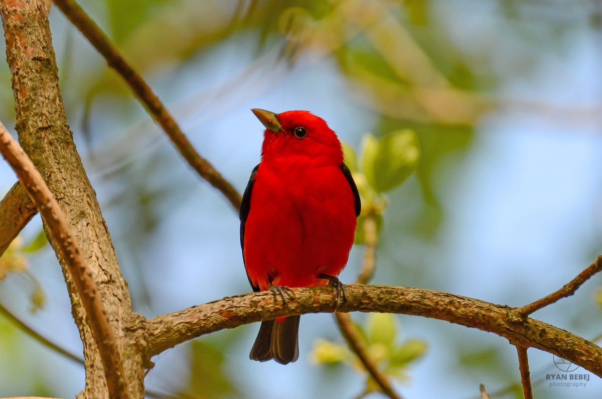 Scarlet Tanager - Ryan Bebej