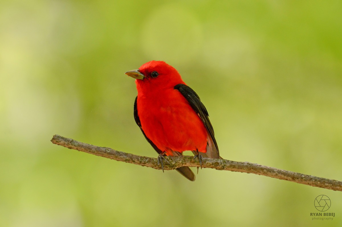 Scarlet Tanager - Ryan Bebej