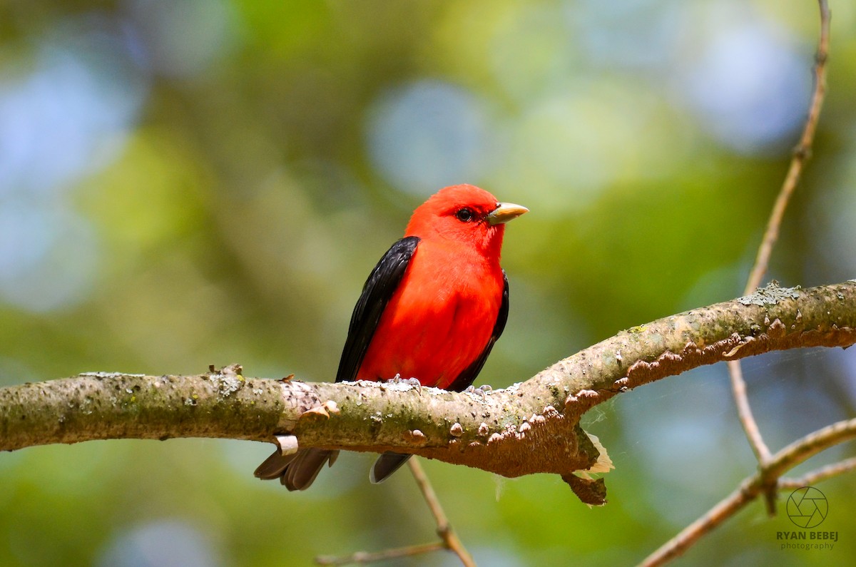 Scarlet Tanager - Ryan Bebej