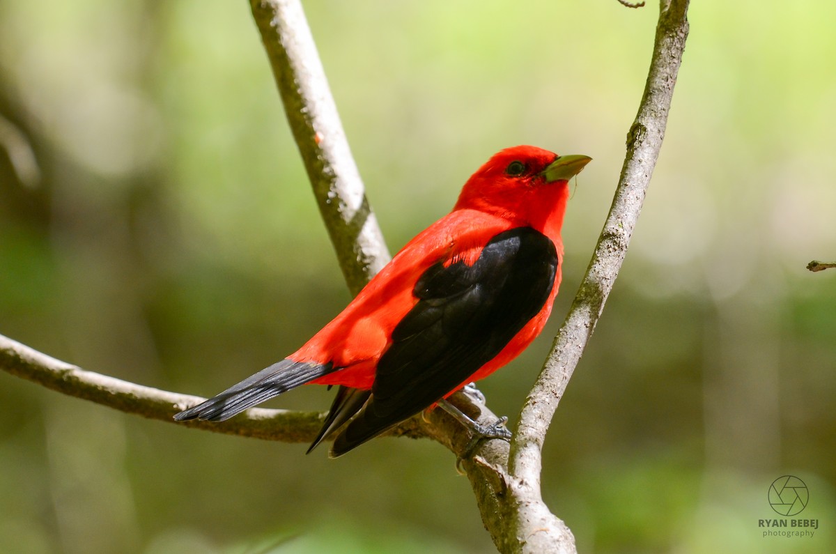 Scarlet Tanager - Ryan Bebej