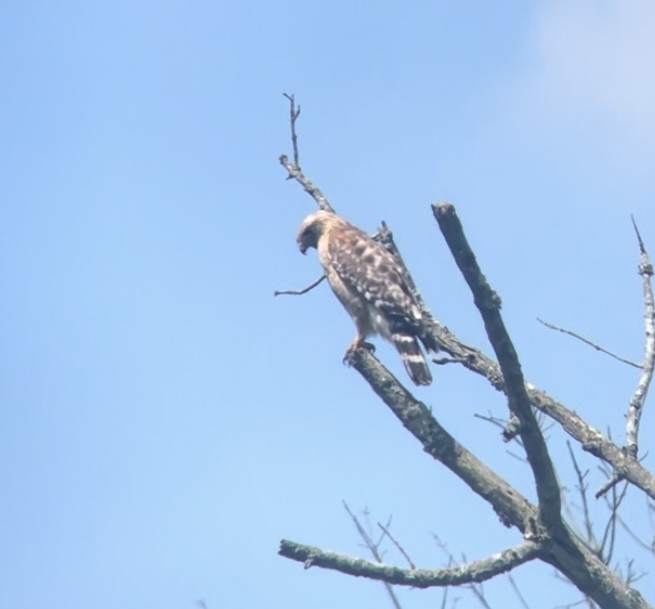 Red-shouldered Hawk - Gabe Kinstlinger