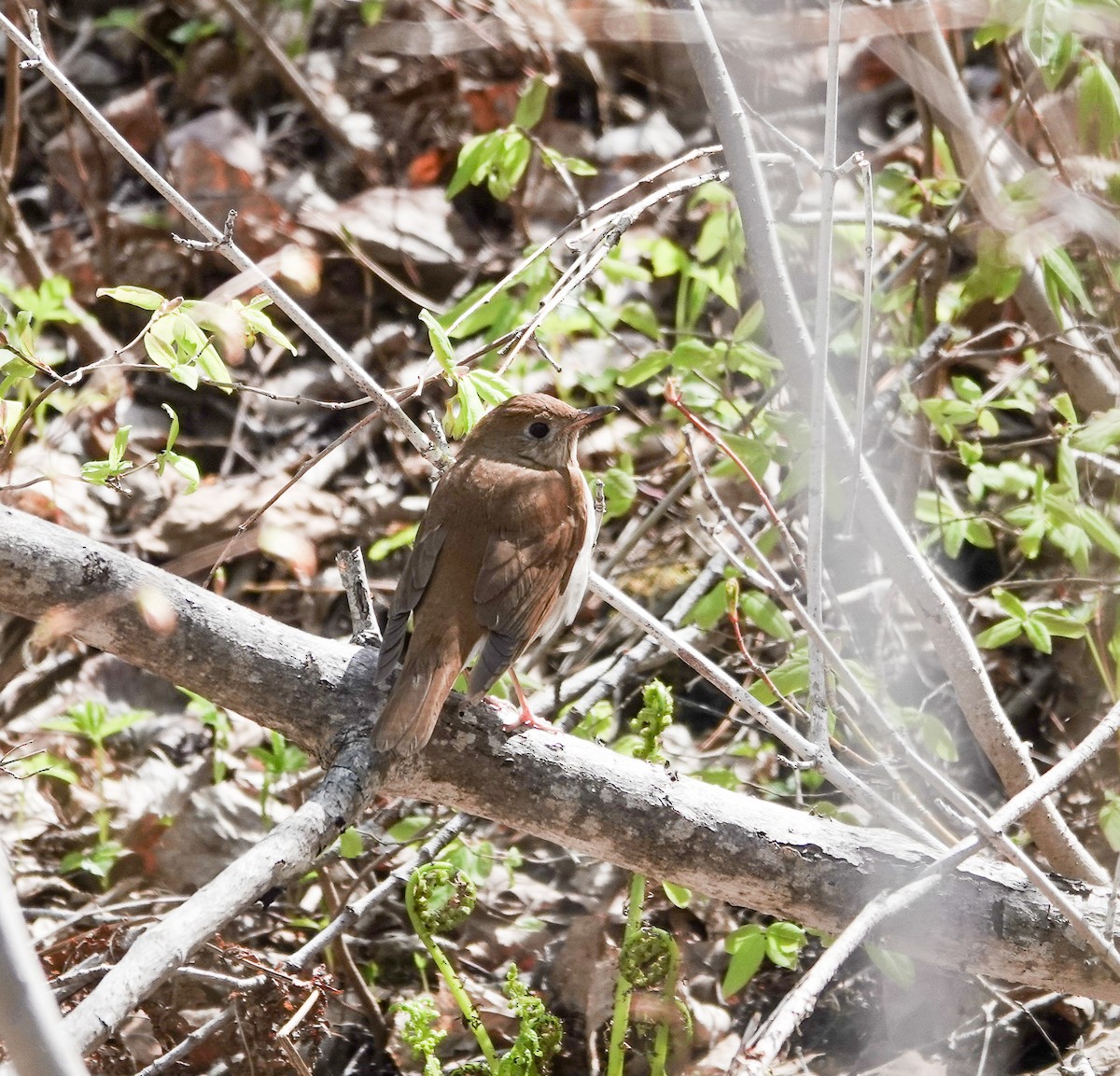 Veery - Patsy Skene