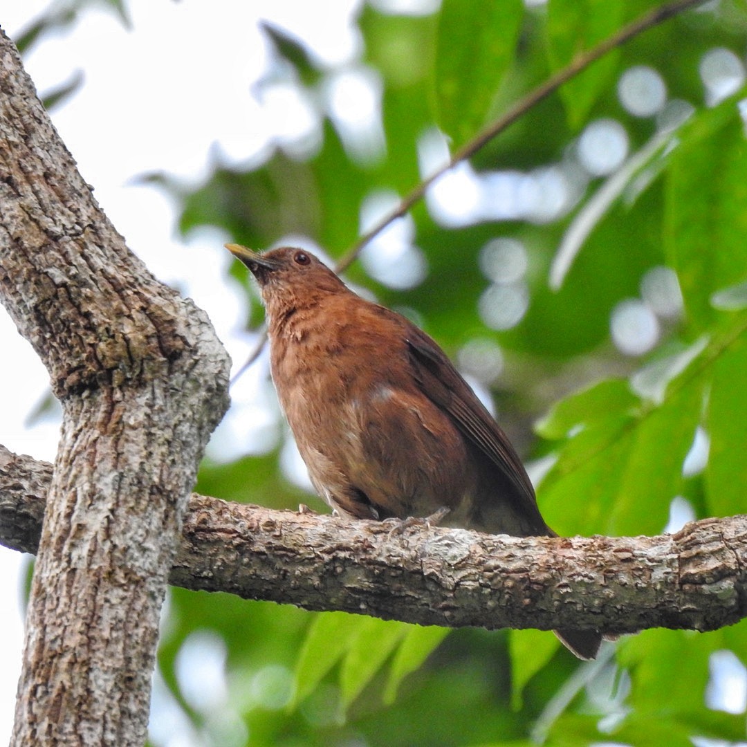 Varzea Thrush - ML619356467