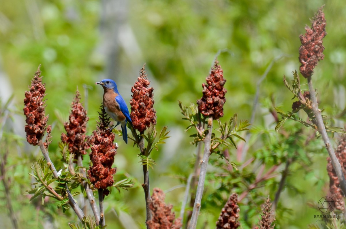 Eastern Bluebird - Ryan Bebej