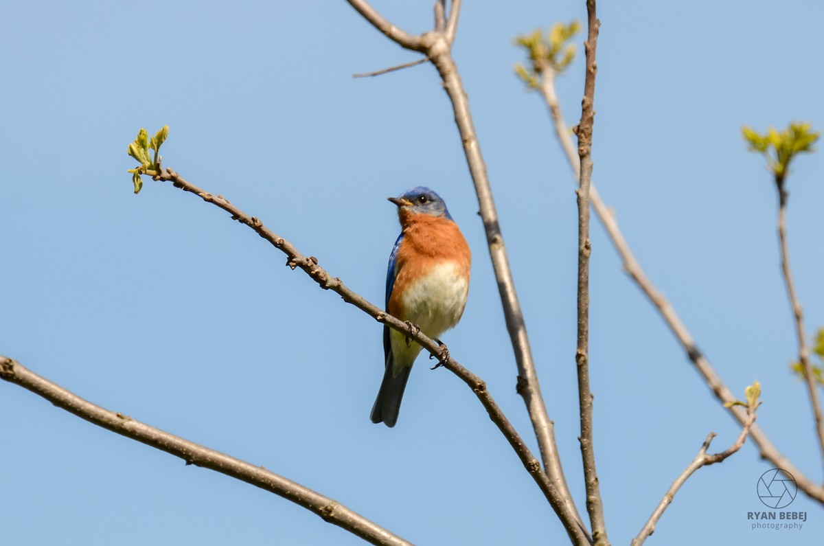 Eastern Bluebird - Ryan Bebej