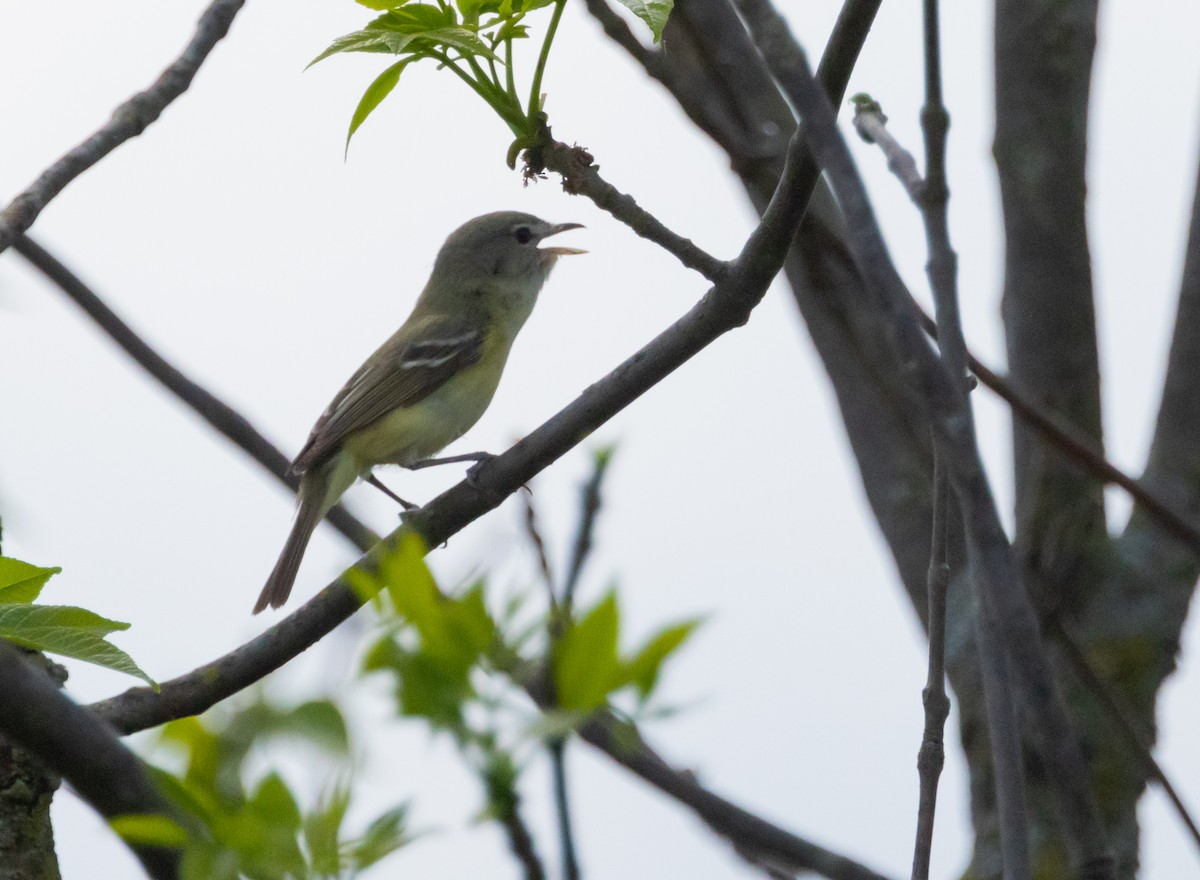 Bell's Vireo - Brian  Collins