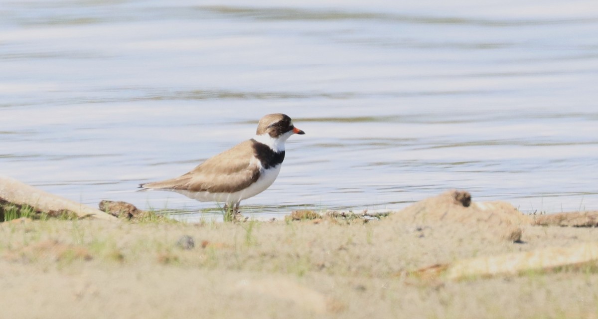 Semipalmated Plover - Lynda Noel