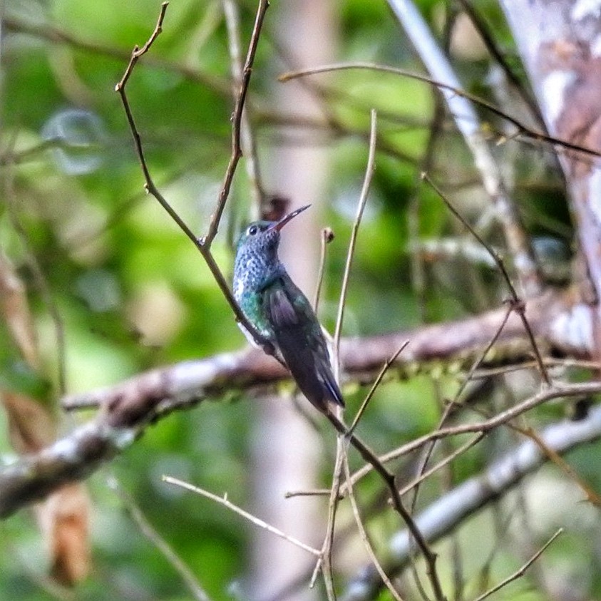 Glittering-throated Emerald - Andrea  Hinek