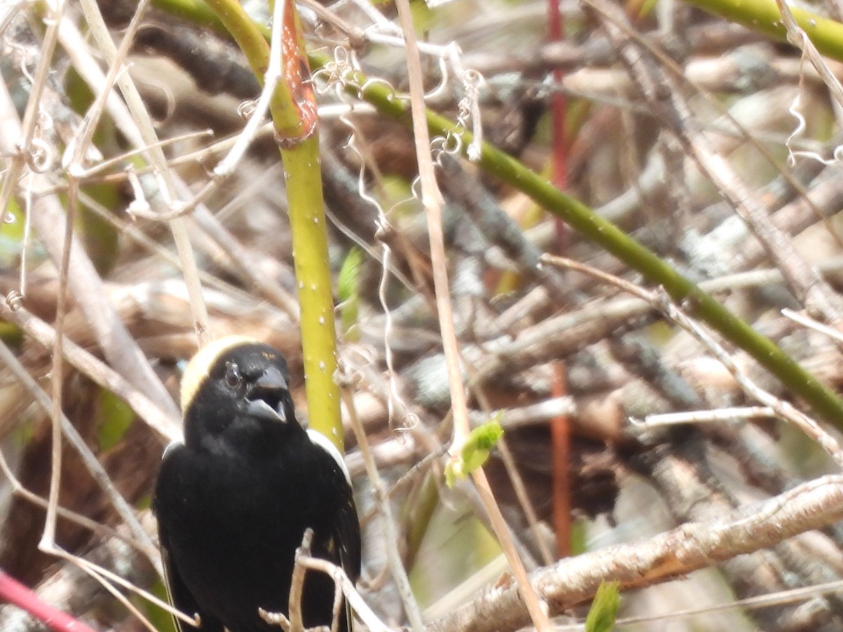 Bobolink - Evan Houlding