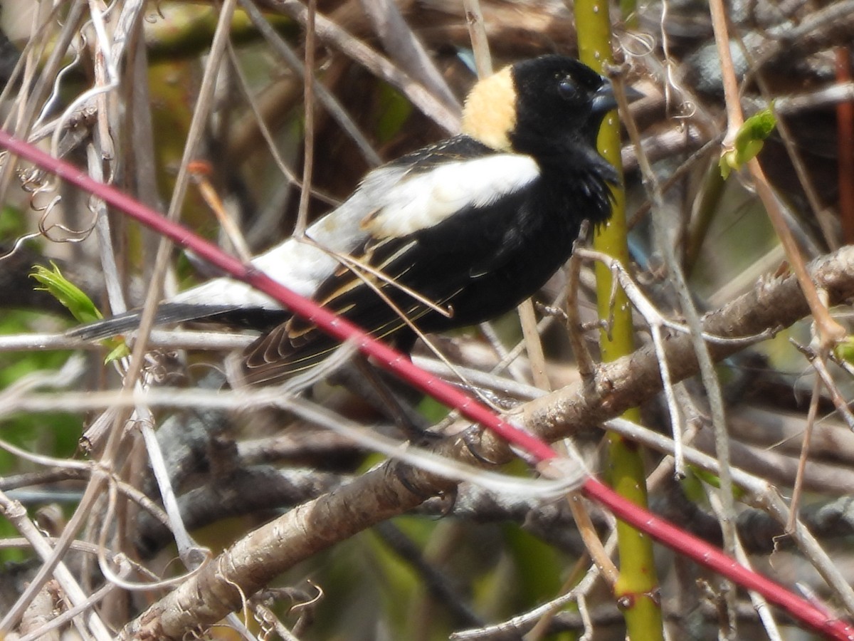 Bobolink - Evan Houlding