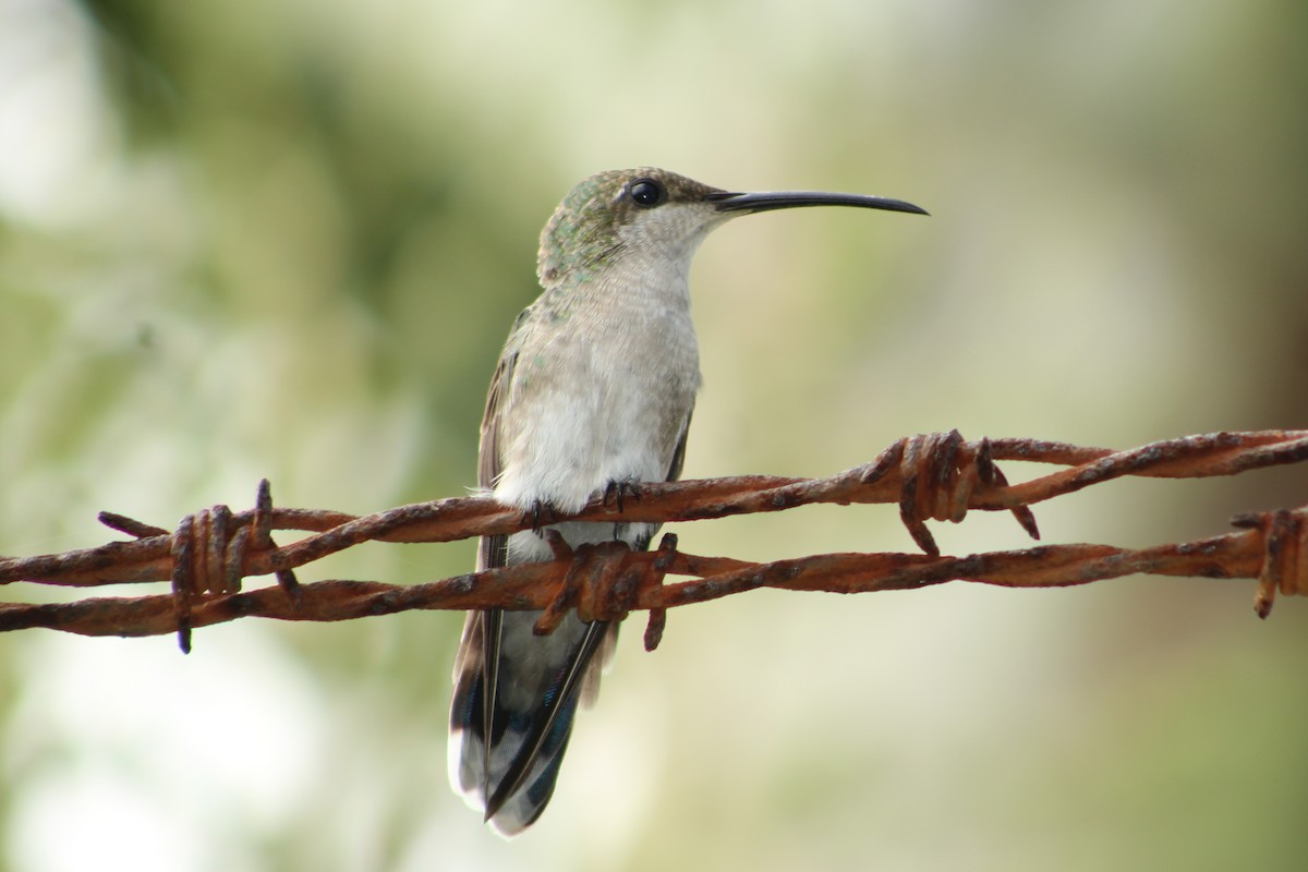 kolibřík tmavoprsý - ML619356525