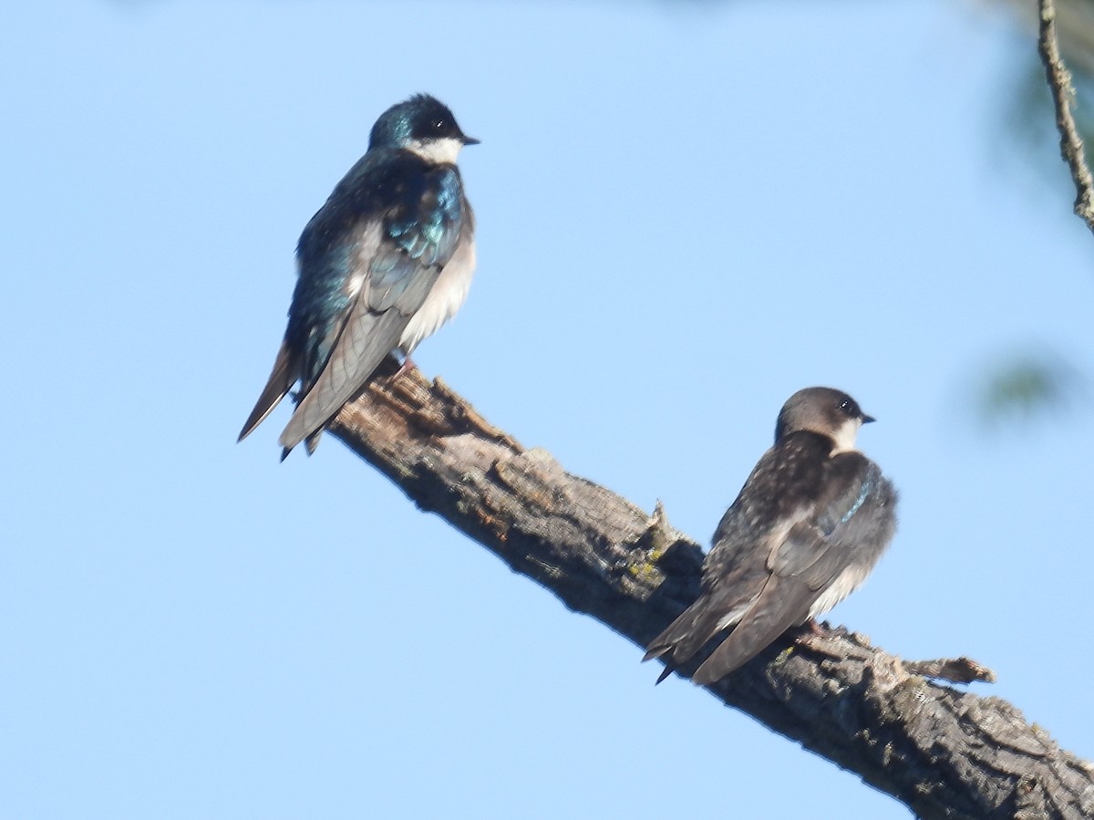 Tree Swallow - bob butler