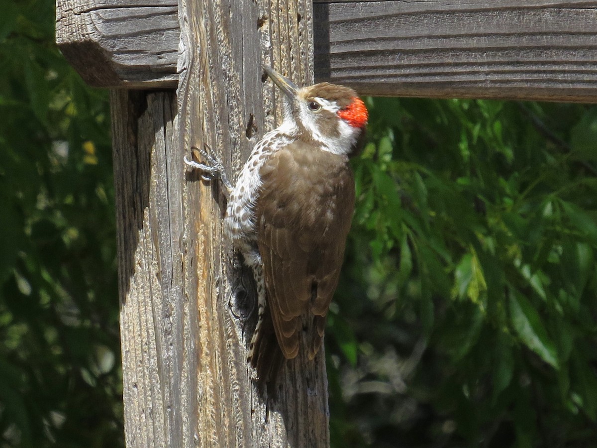 Arizona Woodpecker - Shaun Robson